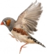 ᐈ Птиц без фона фото, фотографии птица | скачать на Depositphotos®